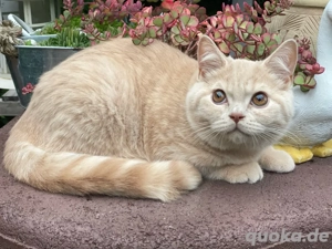 BKH Kater Cremefarben abgabebereit Stammbaum Kitten Katze