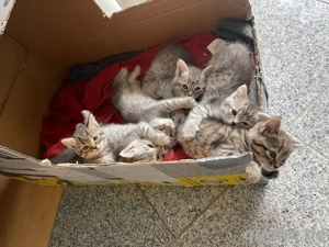 wir suchen verantwortungbeswusste tierlieber die den kleinen ein zuhause schencken wollen