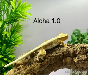 Kronengecko Correlophus ciliatus diverse Morphen