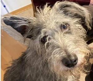 Blecky - ein charmantes, körperlich fittes Schlitzohr, ist auf der Suche nach einem neuen Zuhause