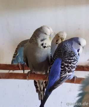 Schauwellensittiche 