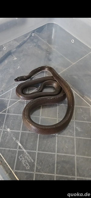 1.0 Boaedon fuliginosus (Afrikanische Hausschlange) 