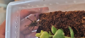 Psalmopoeus cambridgei