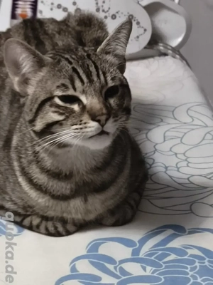 Europäische kurtzhaar