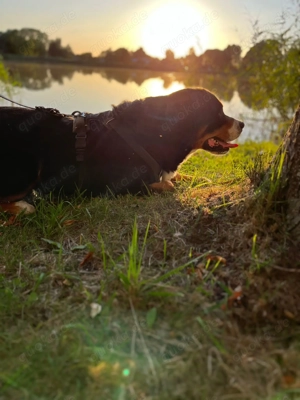 Großer Schweizer Sennenhund 