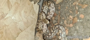 epicrates cenchria alvarezi regenbogenboa 