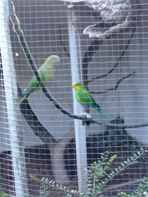 Barabant Pärchen abzugeben 