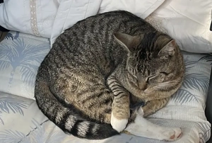 Mimi Katze 1J. Vermisst in 12623 Berlin Mahlsdorf   Hönow Finderlohn!! 