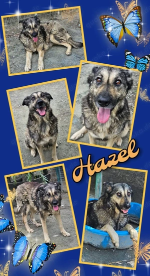 liebe, menschenbezogene, freundeliche, verschmuster Hündin "Hazel" sucht ein schönes Zuhause 