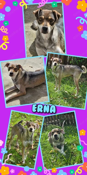 liebe, tolle, menschenbezogene Hündin "Erna" sucht ein liebevolles Zuhause 