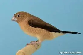  Abzugeben ,Prachtfinken