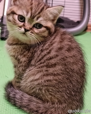 britisch Kästchen abholbereit reinrassige bkh Schokopoint, Flecken weiß rote Trikolor