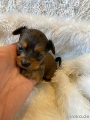 Russische Toy mit stammbaum Russkiy Toy Welpen Bild 2