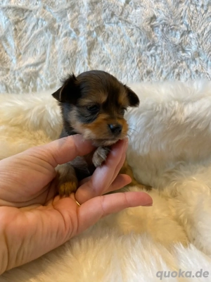 Russische Toy mit stammbaum Russkiy Toy Welpen