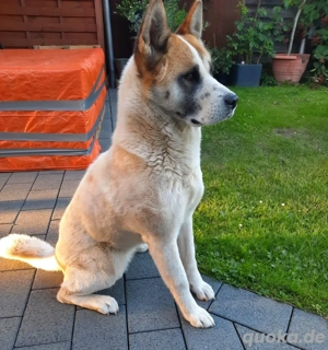 Akita Inu 5 jahre jung 