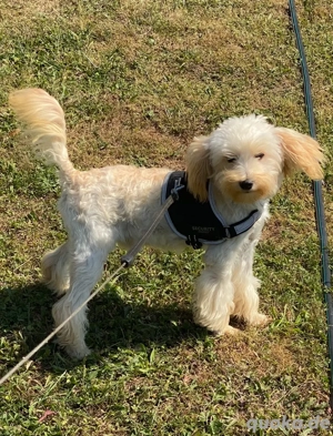 Maltipoo Welpe mit Stammbaum sucht ein liebevolles Zuhause