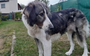 Verspielte Nala sucht ihr Glück