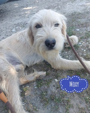 Moxy, junger Bosnischer Rauhhaar Laufhund Mix