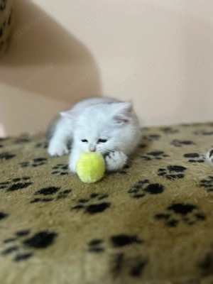 Verspielte Babykatzen abzugeben   entwurmt & familienfreundlich Bild 4