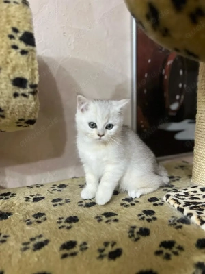 Verspielte Babykatzen abzugeben   entwurmt & familienfreundlich Bild 2