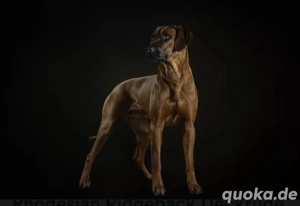 WURFANKÜNDIGUNG Rhodesian Ridgeback Welpen