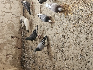 Tauben abzugeben  Bild 2