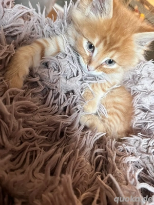 Garfield sucht ein liebevolles Zuhause