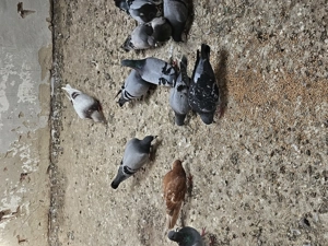 Tauben abzugeben  Bild 4