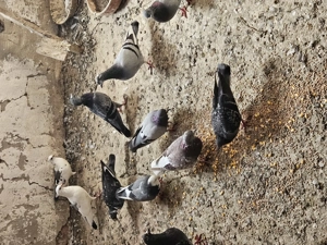 Tauben abzugeben  Bild 3