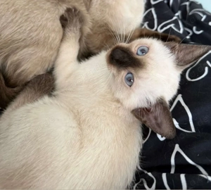 Siammix kitten sucht ein Neues Zuhause 