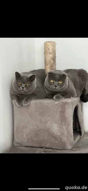 BKH Geschwister suchen neues Zuhause