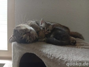  BKH-Kater sucht dringend ein neues Zuhause  Bild 2