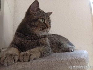  BKH-Kater sucht dringend ein neues Zuhause  Bild 3