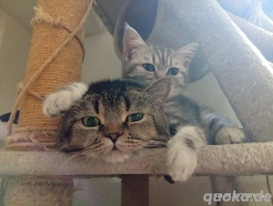  BKH-Kater sucht dringend ein neues Zuhause  Bild 4