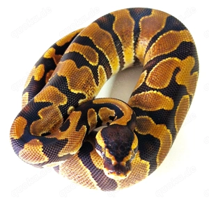 Königspython 1.0 Enchi dhet Ultramel Piebald