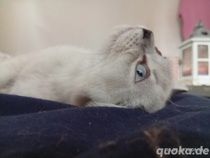 bkh Kater Sucht dringend ein neues Zuhause 