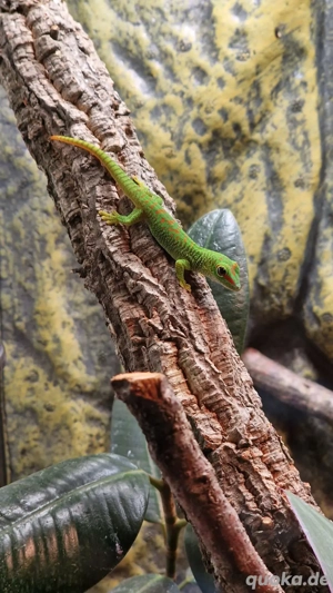 Junge Große Madagaskar-Taggeckos (Phelsuma grandis)