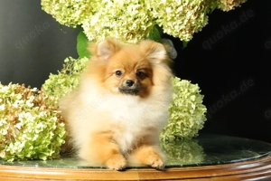 Deutscher Zwergspitz Pomeranian Welpe (Rüde) zu verkaufen