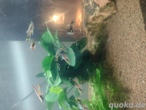 Verkaufe hier einige Endler Guppy Männchen und Weibchen 
