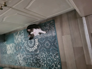 Suche einen Babykater 