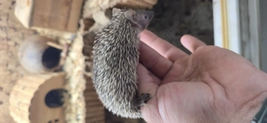 Kleiner-igeltanrek-echinops-telfairi 