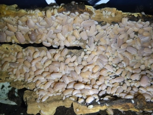 cubaris murina papaya, Asseln 