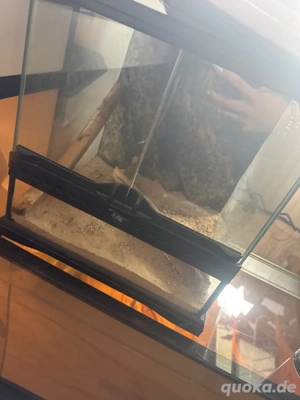 Exo Terra Terrarium zu verkaufen 30x30