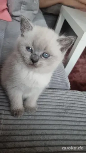 BKH Kätzchen sucht liebevolles Zuhause