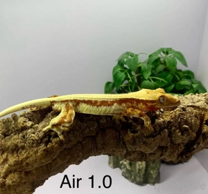 Kronengecko Correlophus ciliatus diverse Morphen