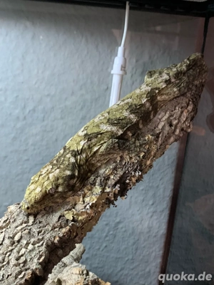 Rhacodactylus Leachianus Pine Island 1.0