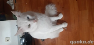 Türkische Van Katze