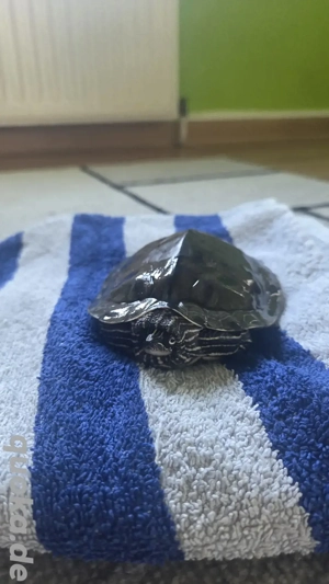 Schildkröte  Mississippi Höckerschildkröte