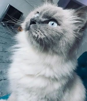 Katze Ragdoll Hauskatze 