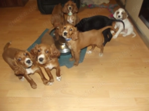 Irish- Englich - Setterwelpen Bild 5